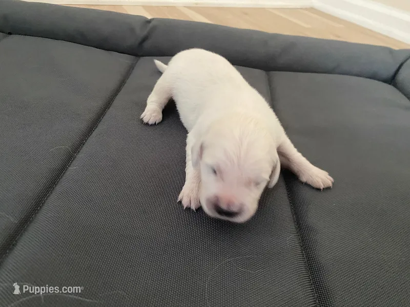 AKC Cream Golden Retriever Third Pick Female – English Cream Golden Retriever puppy for sale in Simpsonville, SC