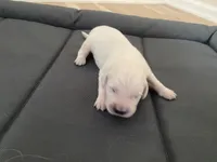 AKC Cream Golden Retriever Third Pick Female, a female English Cream Golden Retriever for sale in Simpsonville, SC – 1 of 1