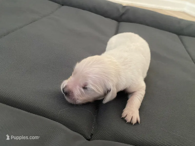 AKC Cream Golden Retriever Third Pick Male – English Cream Golden Retriever puppy for sale in Simpsonville, SC