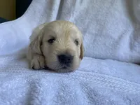 Mr Monster AKC Cream Golden Retriever Third Pick Male, a male Golden Retriever for sale in Simpsonville, SC – 3 of 4