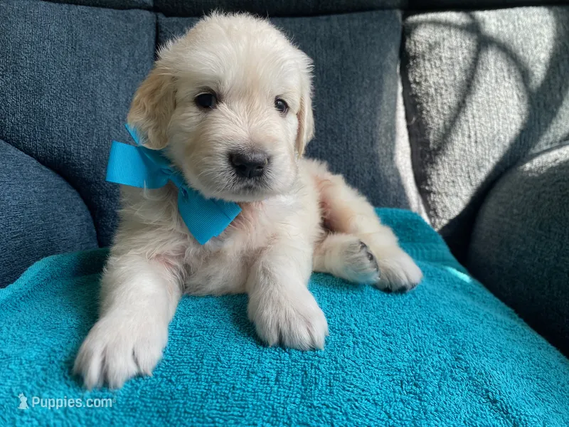 Mr Monster AKC Cream Golden Retriever Third Pick Male – Golden Retriever puppy for sale in Simpsonville, SC