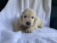 Mr Monster AKC Cream Golden Retriever Third Pick Male, a male Golden Retriever for sale in Simpsonville, SC – 2 of 4