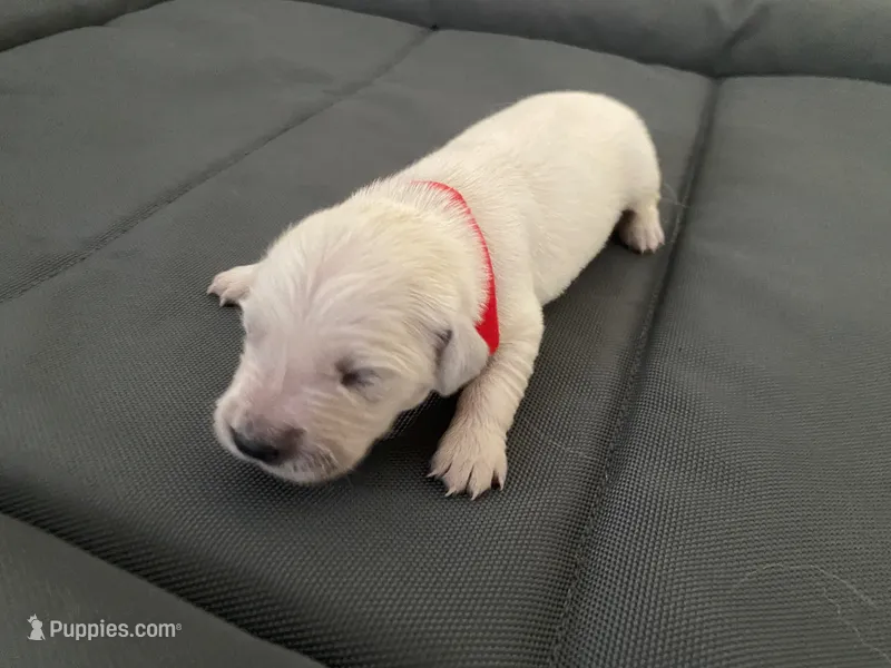 AKC Cream Golden Retriever Fifth Pick Male – English Cream Golden Retriever puppy for sale in Simpsonville, SC