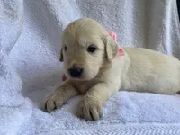 Pearl AKC Cream Golden Retriever First Pick Female, a female English Cream Golden Retriever for sale in Simpsonville, SC – 3 of 4