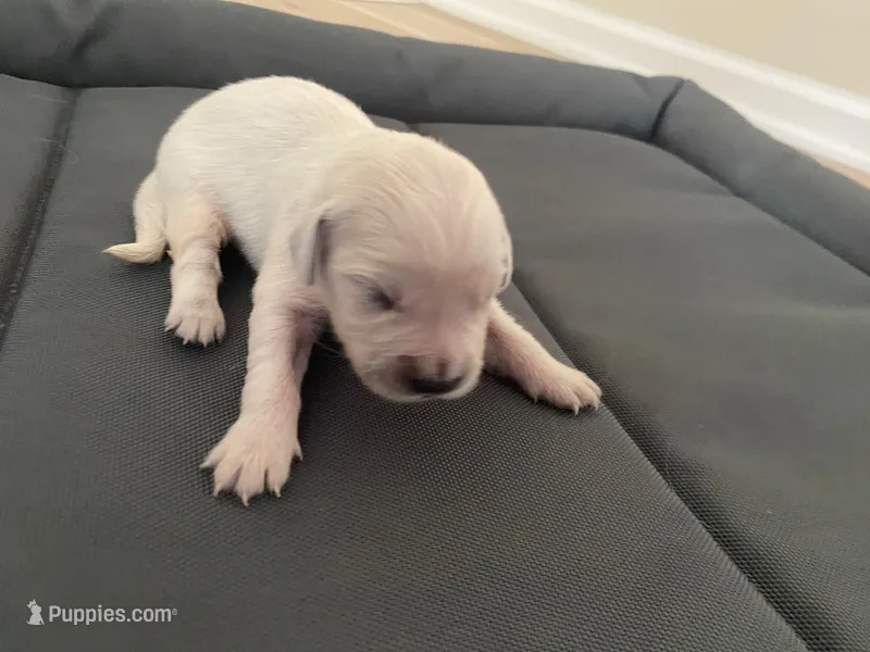 AKC Cream Golden Retriever First Pick Female – English Cream Golden Retriever puppy for sale in Simpsonville, SC
