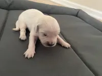 AKC Cream Golden Retriever First Pick Female, a female English Cream Golden Retriever for sale in Simpsonville, SC – 1 of 1