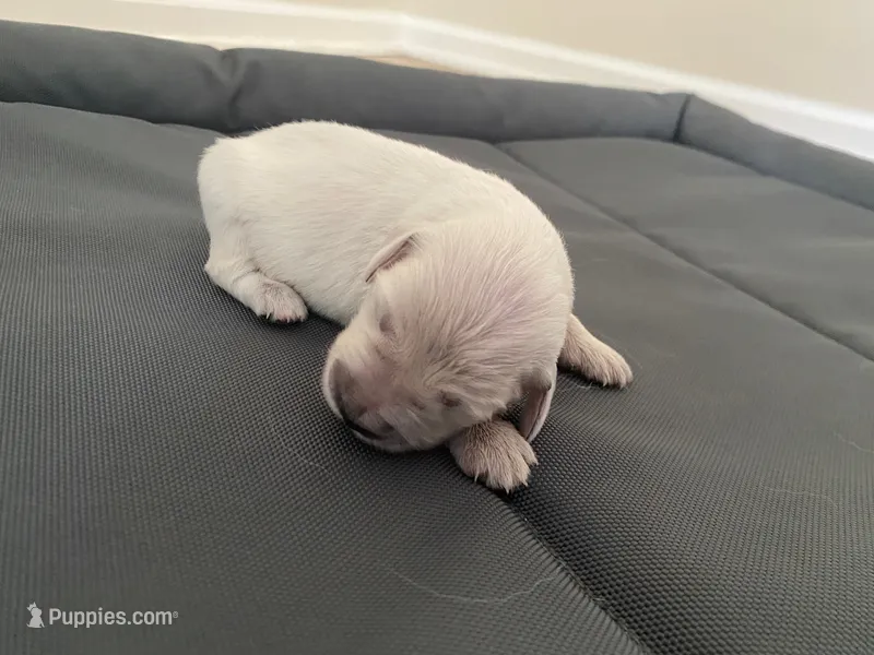 AKC Cream Golden Retriever Second Pick Male – English Cream Golden Retriever puppy for sale in Simpsonville, SC