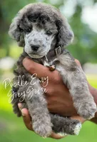 Grey Goose, a male Poodle - Standard  for sale in Baton Rouge, LA – Photo 1 of 3