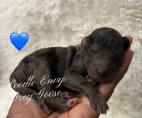 Grey Goose, a male Poodle - Standard  for sale in Baton Rouge, LA – Photo 1 of 2