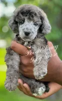Grey Goose, a male Poodle - Standard  for sale in Baton Rouge, LA – Photo 2 of 3
