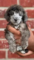 Grey Goose, a male Poodle - Standard  for sale in Baton Rouge, LA – Photo 3 of 3