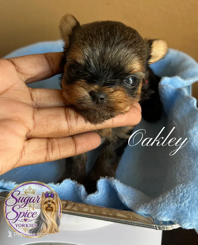 Oakley  – Yorkshire Terrier puppy on hold in Baton Rouge, LA