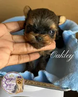 Oakley , a male Yorkshire Terrier for sale in Baton Rouge, LA – 1 of 4