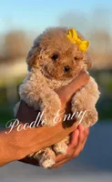 Noelle, a female Poodle - Toy  for sale in Baton Rouge, LA – Photo 2 of 5