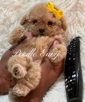 Noelle, a female Poodle - Toy  for sale in Baton Rouge, LA – Photo 5 of 5