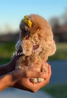 Noelle, a female Poodle - Toy  for sale in Baton Rouge, LA – Photo 3 of 5