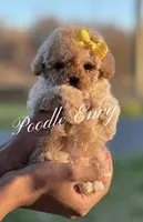 Noelle, a female Poodle - Toy  for sale in Baton Rouge, LA – Photo 1 of 5