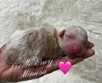 Mimosa, a female Poodle - Standard  for sale in Baton Rouge, LA – Photo 1 of 2