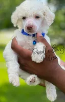 Patron, a male Poodle - Standard  for sale in Baton Rouge, LA – Photo 1 of 3