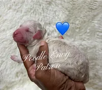 Patron, a male Poodle - Standard  for sale in Baton Rouge, LA – Photo 1 of 3