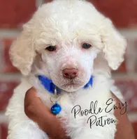 Patron, a male Poodle - Standard  for sale in Baton Rouge, LA – Photo 3 of 3