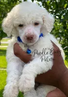 Patron, a male Poodle - Standard  for sale in Baton Rouge, LA – Photo 2 of 3