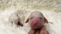 Patron, a male Poodle - Standard  for sale in Baton Rouge, LA – Photo 2 of 3