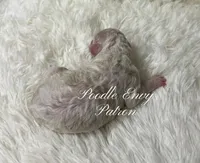 Patron, a male Poodle - Standard  for sale in Baton Rouge, LA – Photo 3 of 3