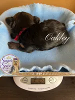 Oakley , a male Yorkshire Terrier for sale in Baton Rouge, LA – 4 of 4