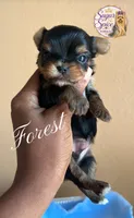 Forest, a male Yorkshire Terrier for sale in Baton Rouge, LA – 3 of 4