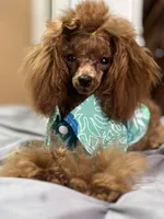 Handsome Tiny Red Male Toy Poodle, a male Poodle - Toy  for sale in Baton Rouge, LA – 6 of 8