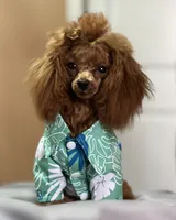 Handsome Tiny Red Male Toy Poodle, a male Poodle - Toy  for sale in Baton Rouge, LA – 7 of 8