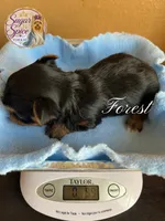 Forest, a male Yorkshire Terrier for sale in Baton Rouge, LA – 4 of 4
