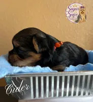 Cider, a male Yorkshire Terrier for sale in Baton Rouge, LA – 3 of 4
