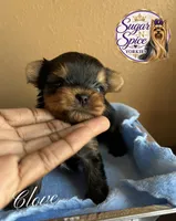Clove, a male Yorkshire Terrier for sale in Baton Rouge, LA – 3 of 4