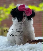 Lyra, a female Poodle - Toy  and Poodle - Miniature  for sale in Baton Rouge, LA – 2 of 3