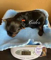 Cider, a male Yorkshire Terrier for sale in Baton Rouge, LA – 2 of 4