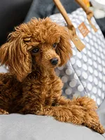 Handsome Tiny Red Male Toy Poodle, a male Poodle - Toy  for sale in Baton Rouge, LA – 3 of 8