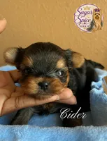 Cider, a male Yorkshire Terrier for sale in Baton Rouge, LA – 4 of 4