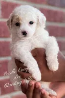 Leo, a male Poodle - Toy  for sale in Baton Rouge, LA – Photo 1 of 2
