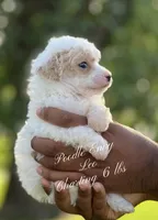 Leo, a male Poodle - Toy  for sale in Baton Rouge, LA – Photo 2 of 2