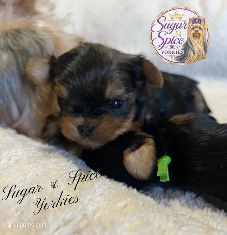 Cider – Yorkshire Terrier puppy for sale in Baton Rouge, LA