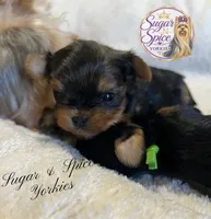 Cider, a male Yorkshire Terrier for sale in Baton Rouge, LA – 1 of 4