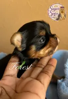 Forest, a male Yorkshire Terrier for sale in Baton Rouge, LA – 2 of 4