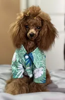 Handsome Tiny Red Male Toy Poodle, a male Poodle - Toy  for sale in Baton Rouge, LA – 5 of 8