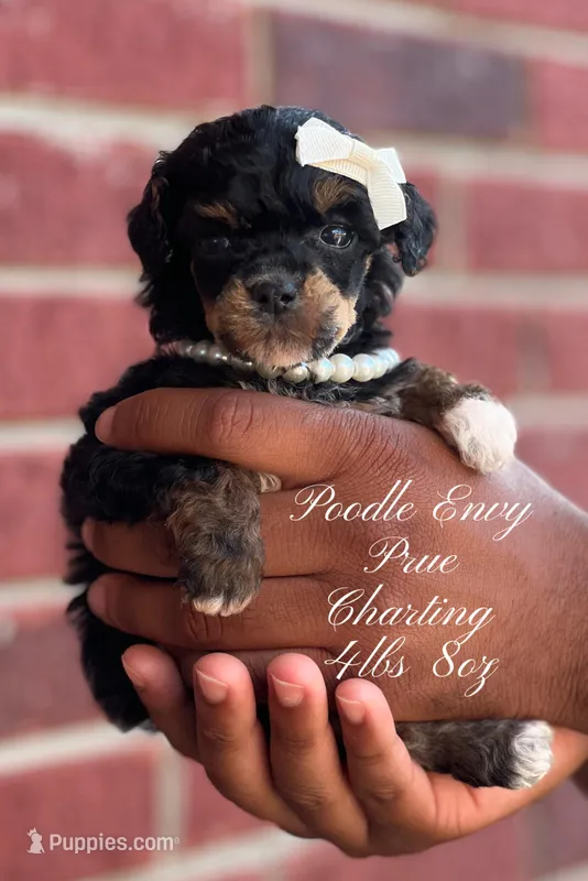 Prue – Poodle - Toy  puppy for sale in Baton Rouge, LA