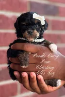 Prue, a female Poodle - Toy  for sale in Baton Rouge, LA – Photo 1 of 3