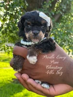 Prue, a female Poodle - Toy  for sale in Baton Rouge, LA – Photo 3 of 3