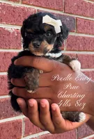 Prue, a female Poodle - Toy  for sale in Baton Rouge, LA – Photo 2 of 3