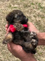 Nick, a male Poodle - Toy  for sale in Baton Rouge, LA – Photo 2 of 8